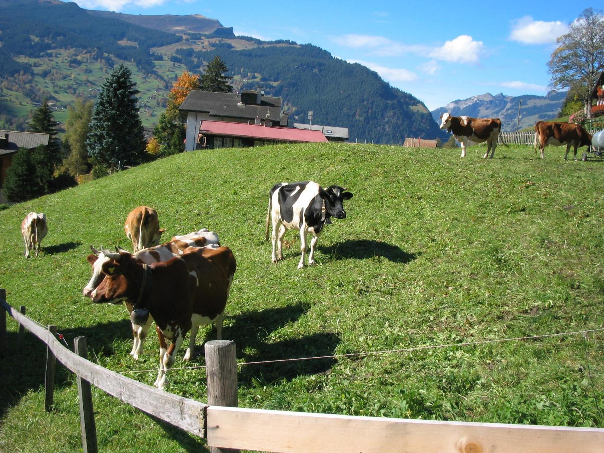 Alpenhof Hotel Grindelwald Bagian luar foto