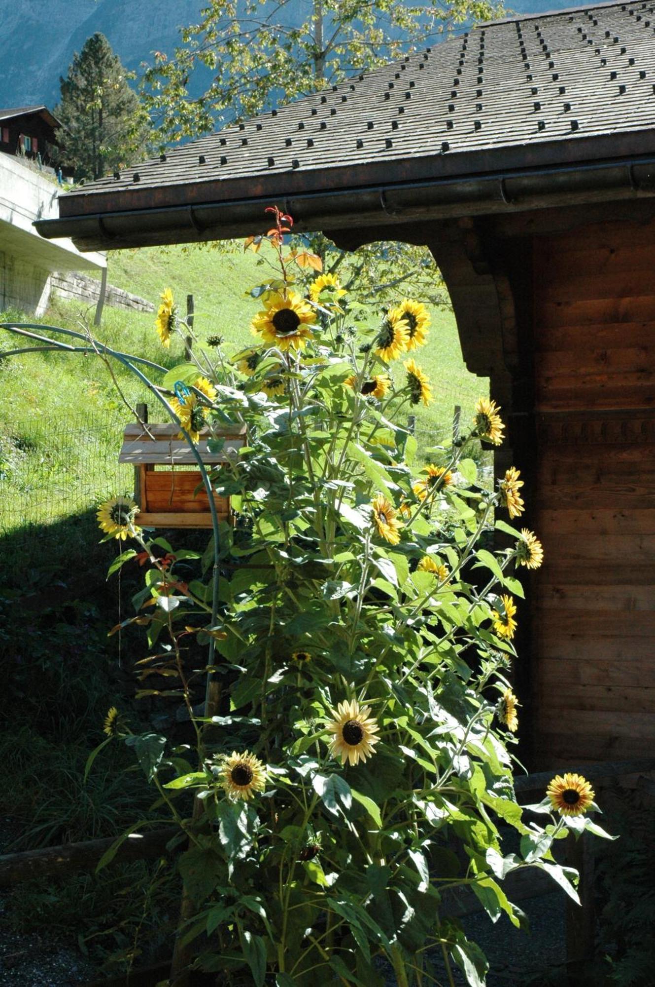 Alpenhof Hotel Grindelwald Bagian luar foto